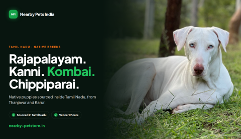 Tamil Nadu's Native Dogs
